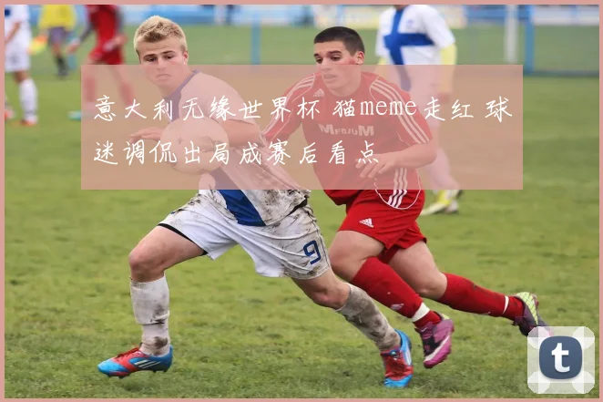 意大利无缘世界杯 猫meme走红 球迷调侃出局成赛后看点